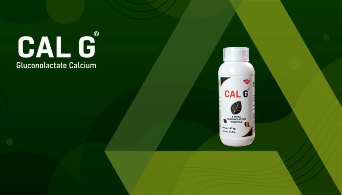 CAL G - GLUCONOLACTATE CALCIUM