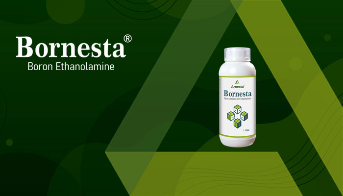 BORNESTA