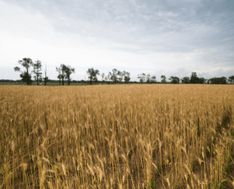 Planting Assimilation