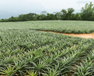 Planting Assimilation